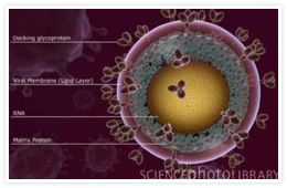 The three main transmission routes of HIV